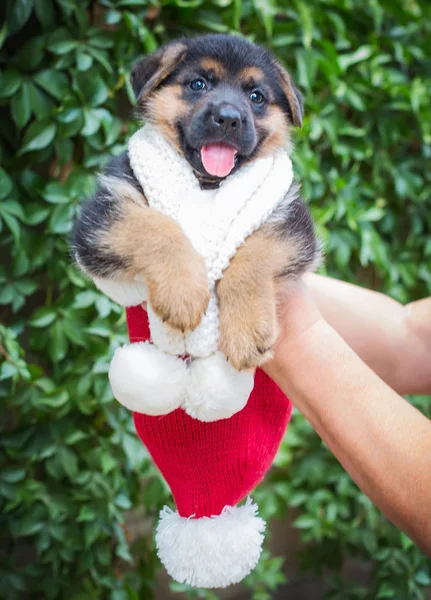 Grappige kleine pup van een Duitse herder — Stockfoto