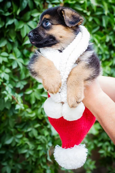 Grappige kleine pup van een Duitse herder — Stockfoto