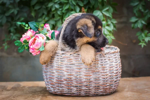 德国牧羊犬只小狗在一个草篮 — 图库照片