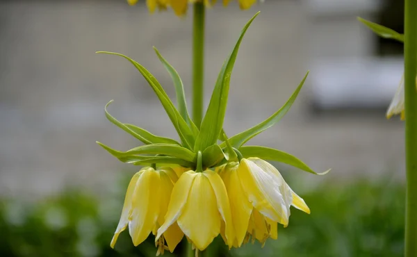 Detail van gele kroon keizerlijke lelie — Stockfoto