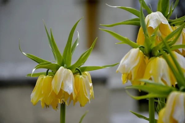 Detalhe da coroa amarela lírio imperial — Fotografia de Stock