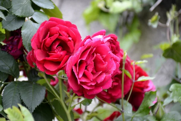 Деталь диких троянд — стокове фото