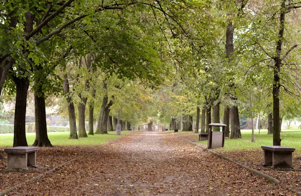 Path of park with benches — Stock Photo, Image