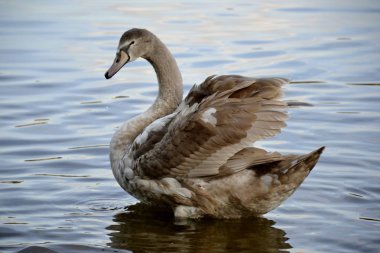 Bir vahşi kuğu ve su