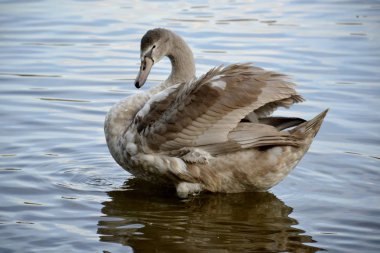 Bir vahşi kuğu ve su
