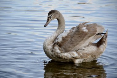 Bir vahşi kuğu ve su