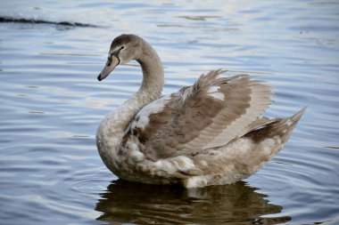 Bir vahşi kuğu ve su
