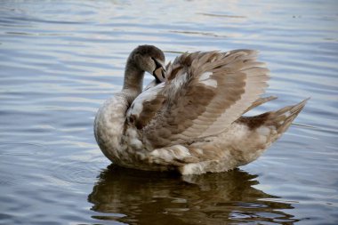 Bir vahşi kuğu ve su