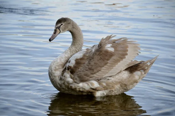 Un cygne sauvage et de l'eau — Photo