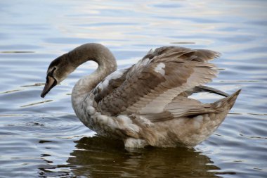 Bir vahşi kuğu ve su