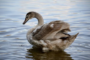 Bir vahşi kuğu ve su