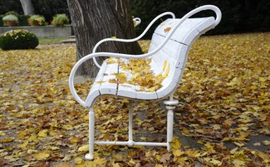 Sonbahar parkta ayrıntılar. 