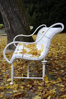 Sonbahar parkta ayrıntılar. 