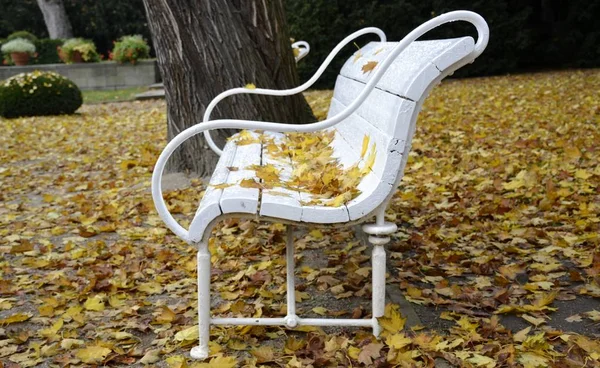 Sonbahar parkta ayrıntılar. 