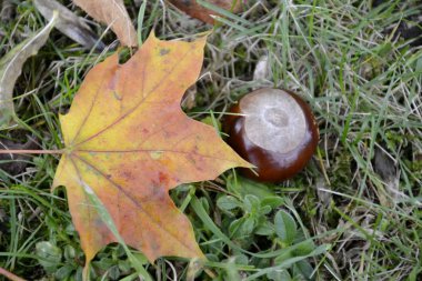 Sonbahar parkta ayrıntılar. 