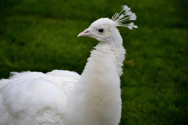 Detalj av en vit vilda påfågel — Stockfoto