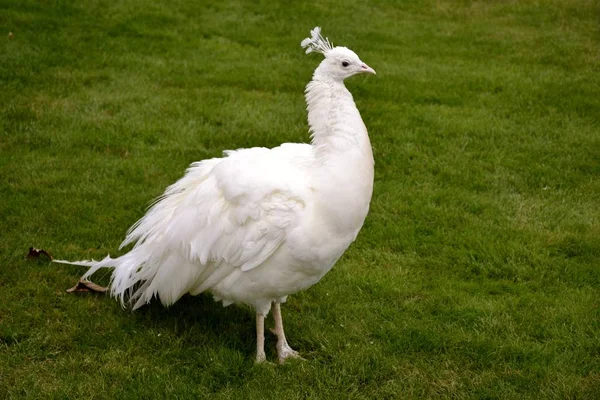 Detail van een witte wild Pauw — Stockfoto