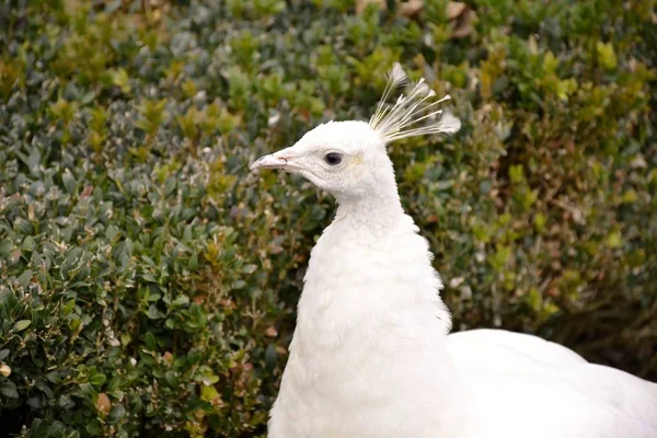 Detail van een witte wild Pauw — Stockfoto