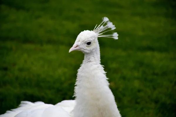 Detalhe de um pavão selvagem branco — Fotografia de Stock