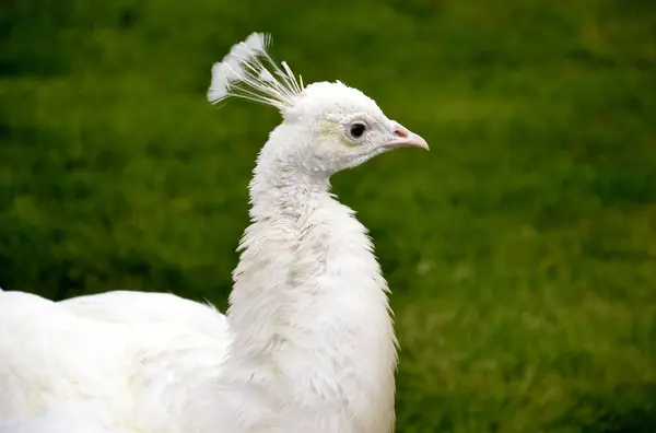 Detalj av en vit vilda påfågel — Stockfoto