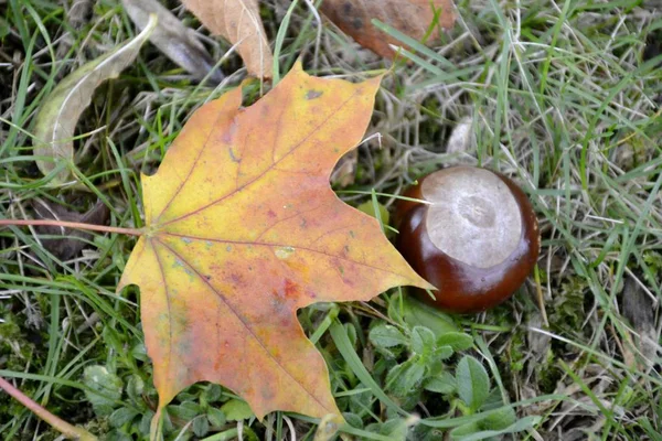 Sonbahar parkta ayrıntılar. 