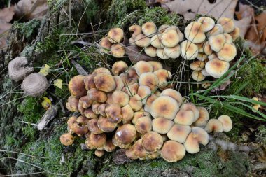 Yabani mantar ayrıntılarını 