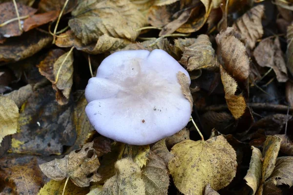 Detaljer för svamp — Stockfoto