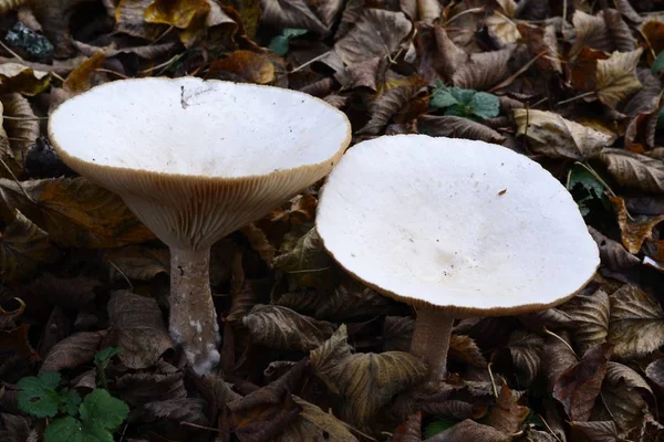 Detalhes de cogumelos selvagens — Fotografia de Stock
