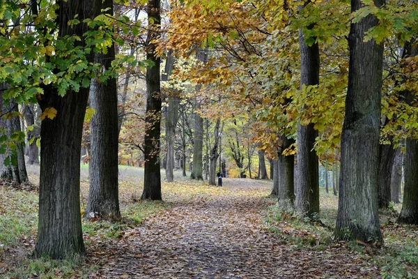 Details from park in autumn — Stock Photo, Image