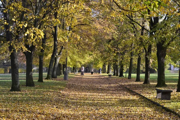 Szczegóły od parku jesienią — Zdjęcie stockowe