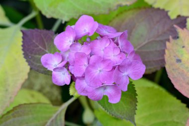 Ayrıntı vahşi HORTENSIA çiçek 