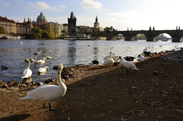 Architectuur van Praag — Stockfoto