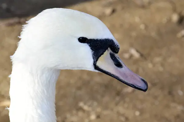 Detalle de un cisne salvaje —  Fotos de Stock