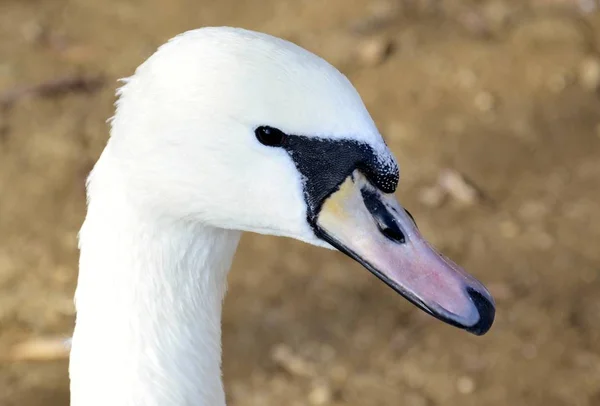 Detalhe de um cisne selvagem — Fotografia de Stock