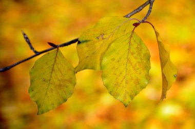 Sarı yaprakların ayrıntılı 