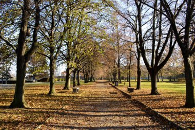 Sonbahar parkta ayrıntılar. 