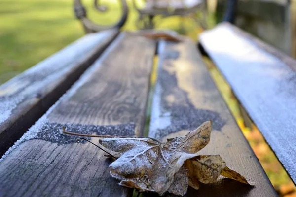 Details der gefrosteten Blätter — Stockfoto