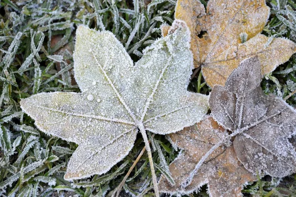 Details of frosted leaves Stock Image