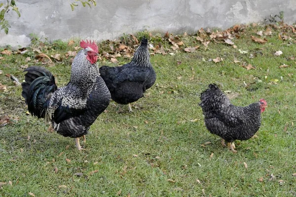 Vilda kycklingar står utanför — Stockfoto