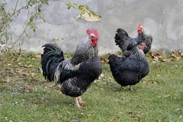 Vilda kycklingar står utanför — Stockfoto