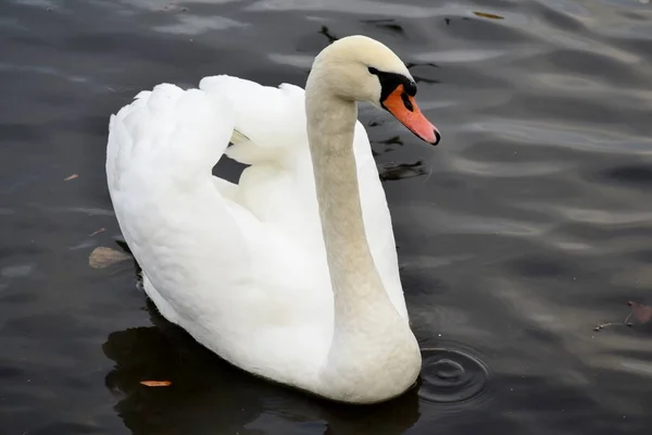 Porträtt från en wild swan — Stockfoto