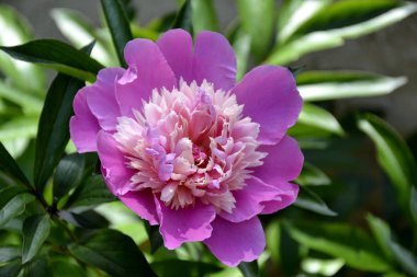 Mor Begonya ayrıntılar. 