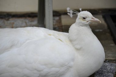 Vahşi bir tavus kuşu açık havada detay 