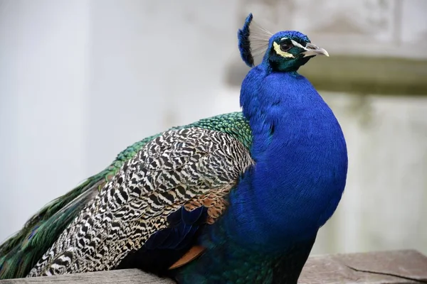 Detail van een wild Pauw buitenshuis — Stockfoto