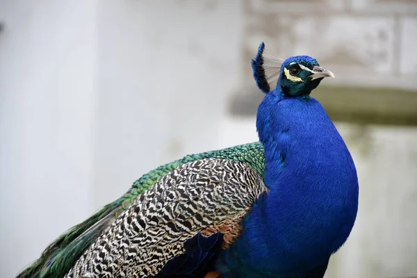 Dettaglio di un pavone selvatico all'aperto — Foto Stock