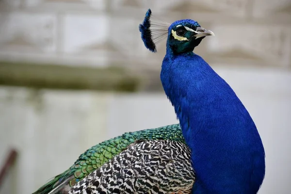 Detalhe de um pavão selvagem ao ar livre — Fotografia de Stock