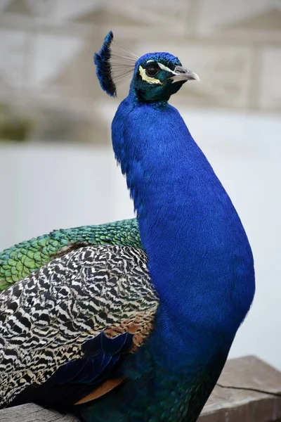 Detalhe de um pavão selvagem ao ar livre — Fotografia de Stock