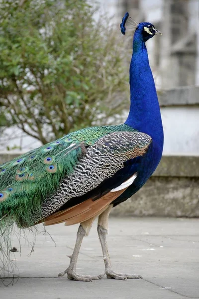 Detail of  a wild peacock outdoors — Stock Photo, Image
