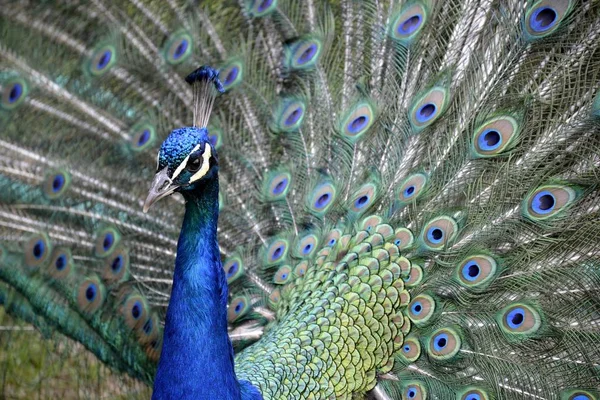 Detalhe de um pavão selvagem — Fotografia de Stock