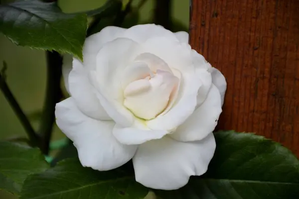 Detalle de una rosa blanca — Foto de Stock